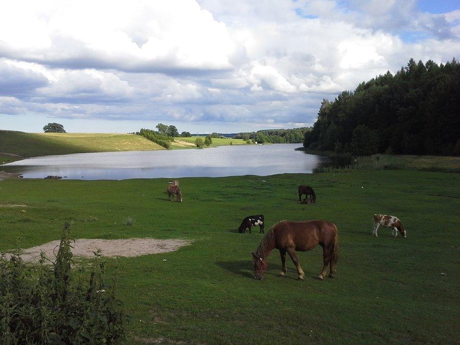 Woda, las, łąka, koniki