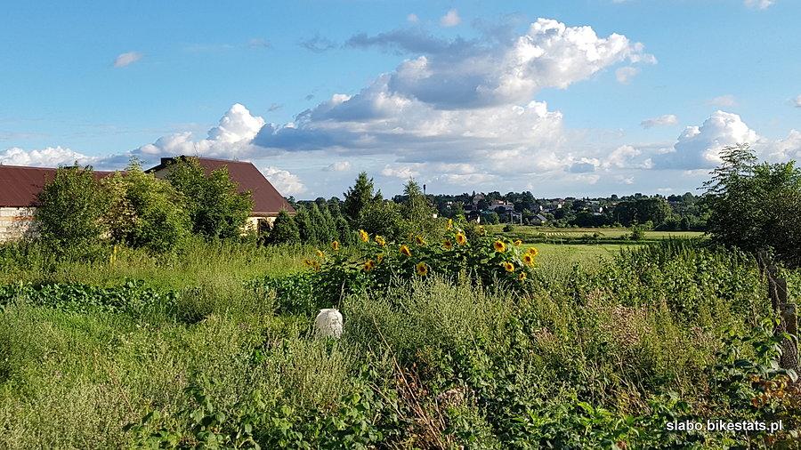 Słoneczki w gąszczu na tle panoramy Lutomierska widzianej z ul. Wiśniowej w Kazimierzu