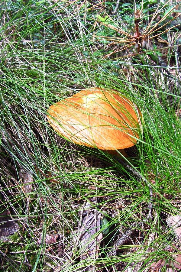 Maślaczek