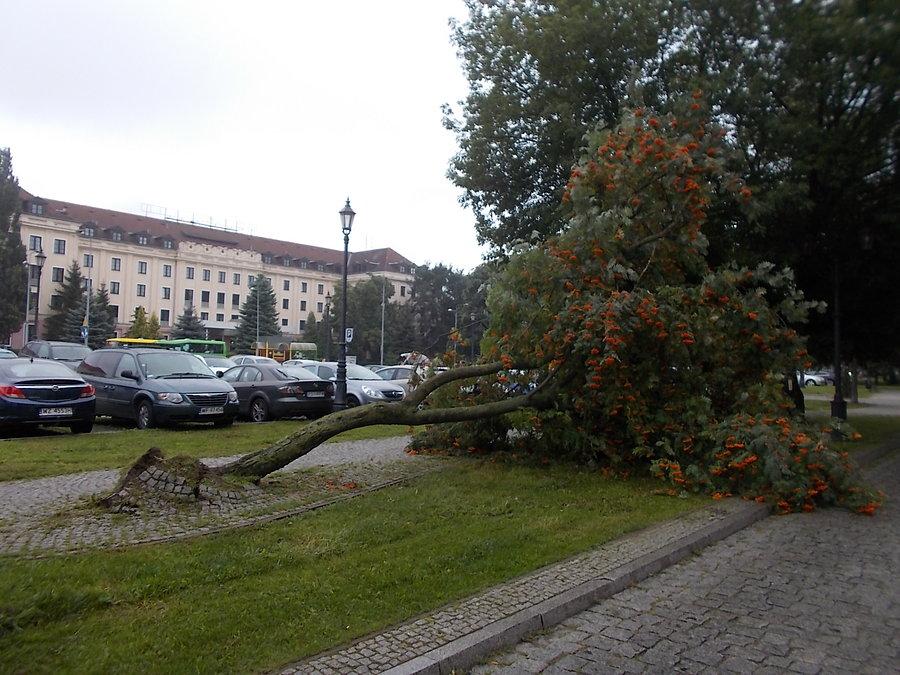 Poległa jarzębina