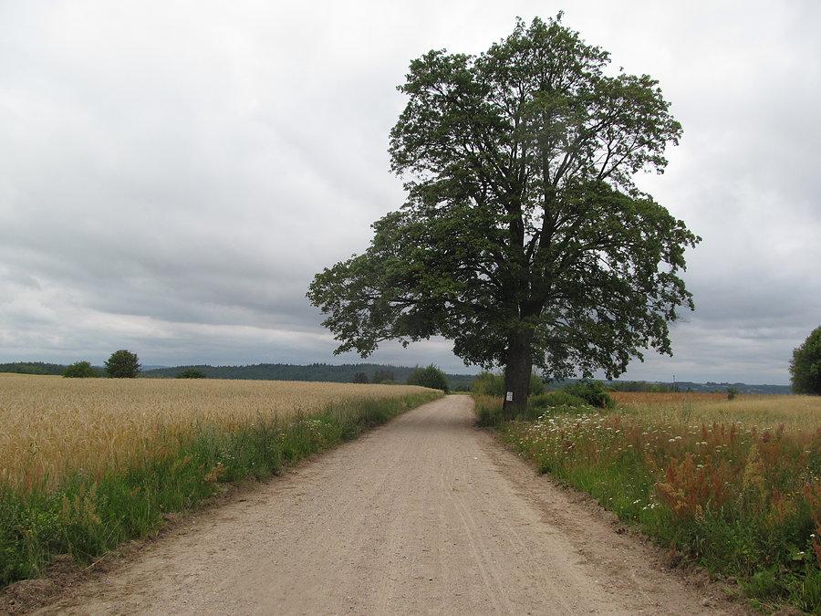 Tylko słońca zabrakło