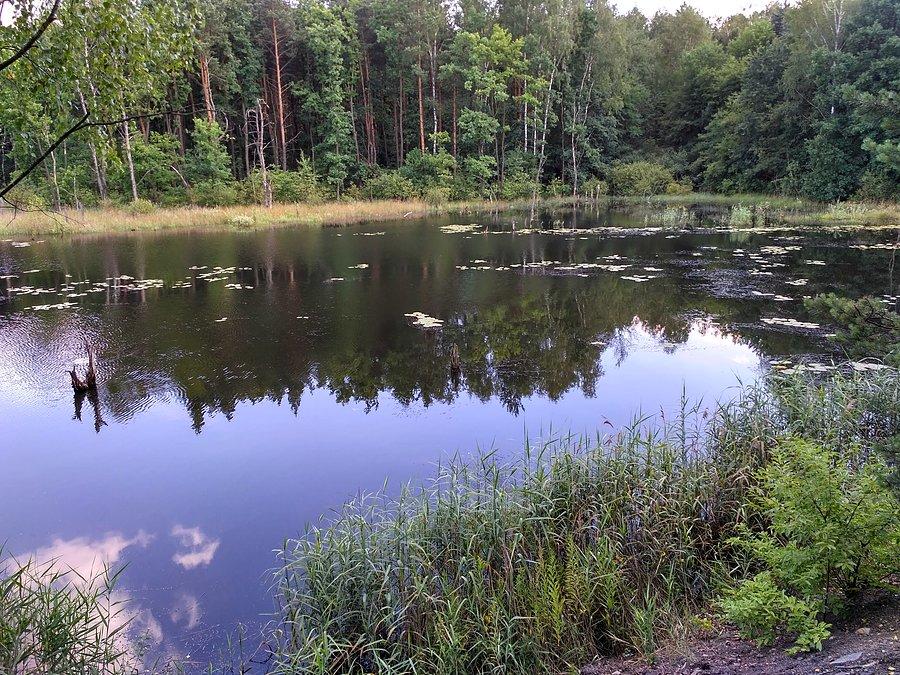 Leśny staw pomiędzy Borową wsią a Halembą