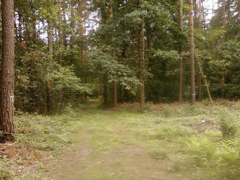 Las Szczawiński - odnoga