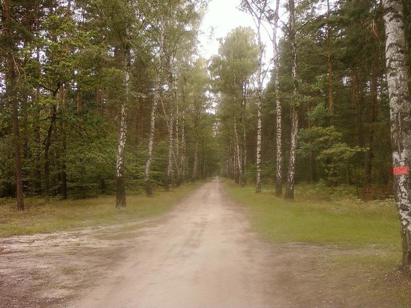 Las Szczawiński - główna droga