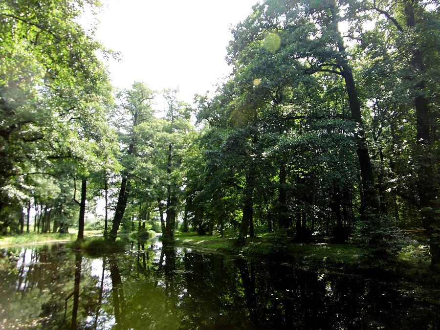 Widoczek na staw w plantach