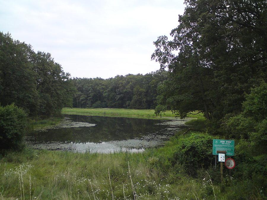 Gęsi Staw