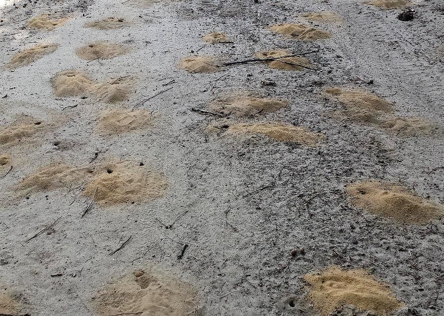 Mini mrowiska na drodze do Strachocina