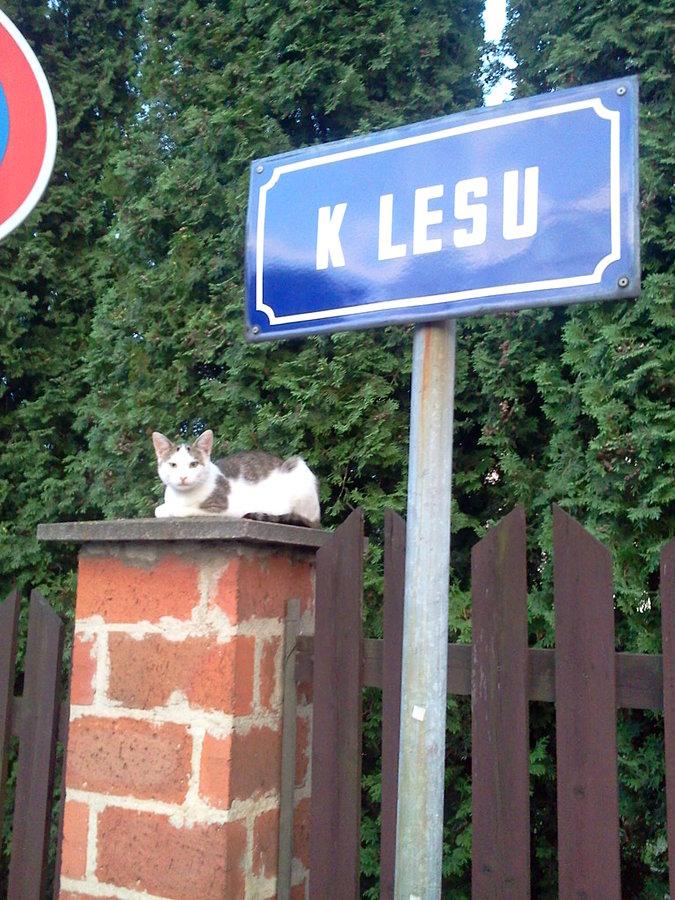 Kociak