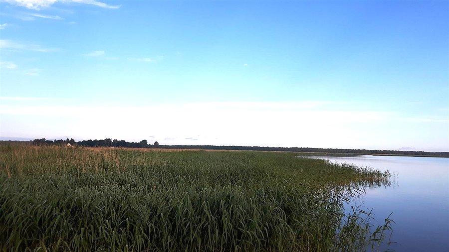 Zarośnięte brzegi Jeziora Gardno