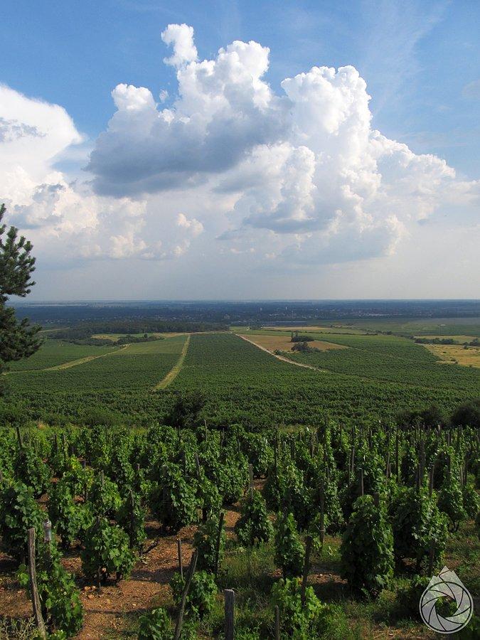 Okręg tokajskich winnic