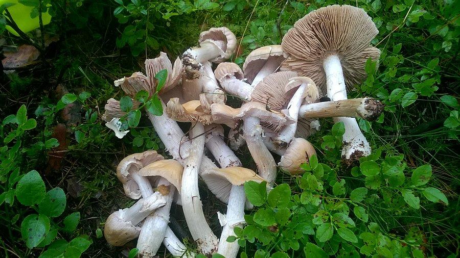 10 minut, dozbierałem drugie tyle i trzeba było jechać do pracy