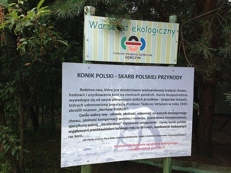 KONIK POLSKI - informacje na temat rasy