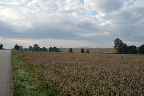 Kłosy