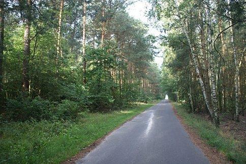 Pośród drzew