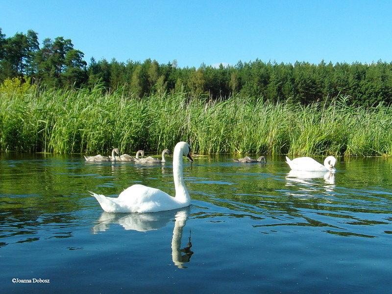 Spływ kajakowy po rzece Wda -od Lipusza do Wdzydz Kiszewskich