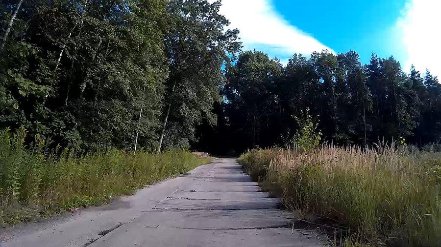 Płytówka w lesie