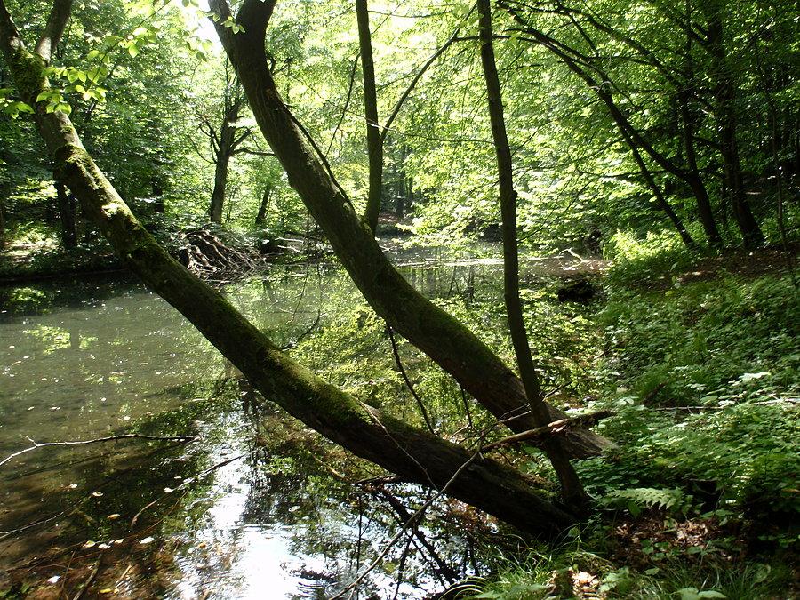 Drzewa nad Wiercicą