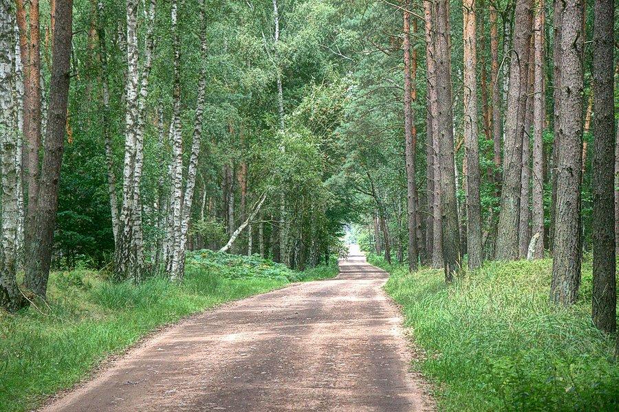 W Puszczy Golniowskiej