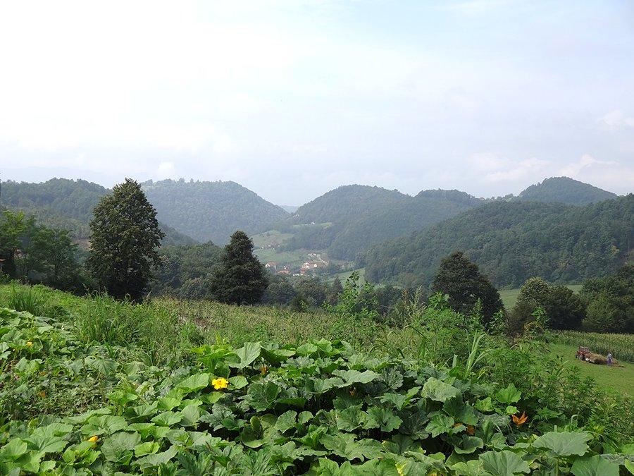 Widoki