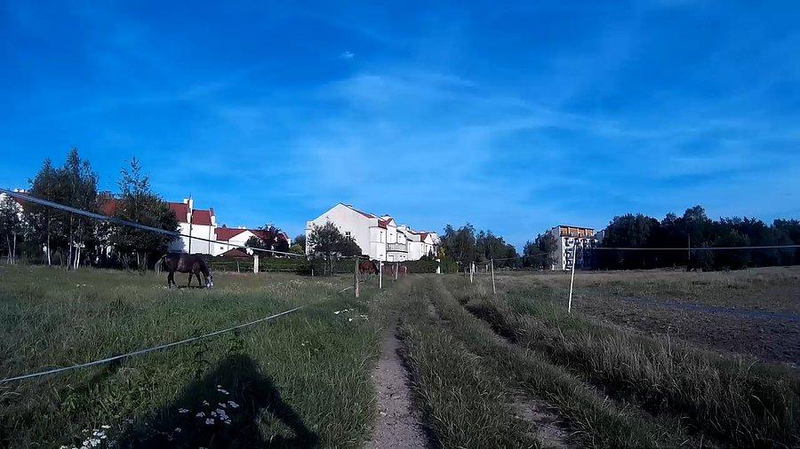 Koniki się pasą