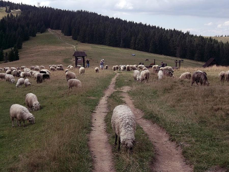 I owieczki