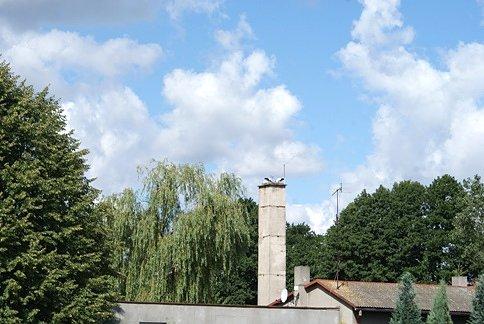 Rodzice dokarmiają dzieci