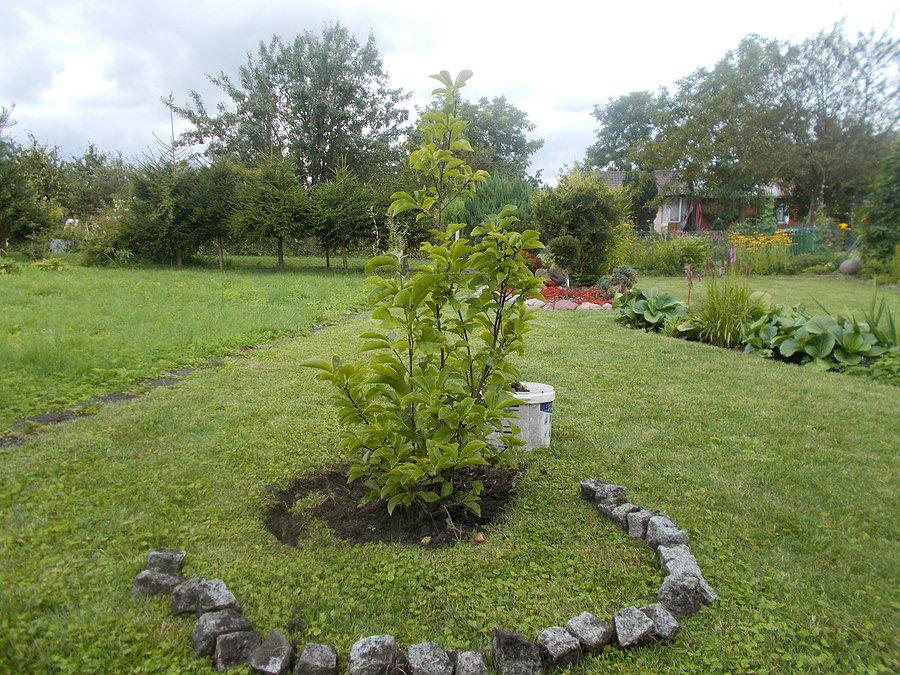 Krąg magnolii
