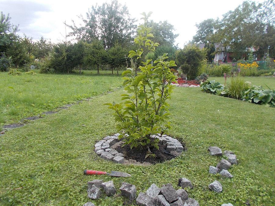 Krąg magnolii