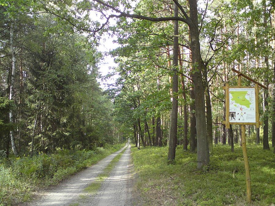 Na leśnych drogach