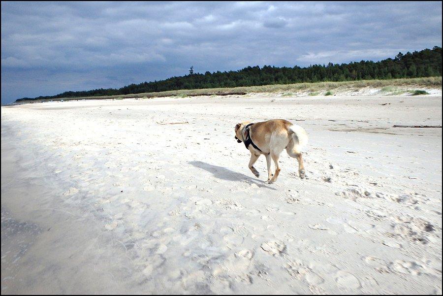 Nasz wilk na plaży
