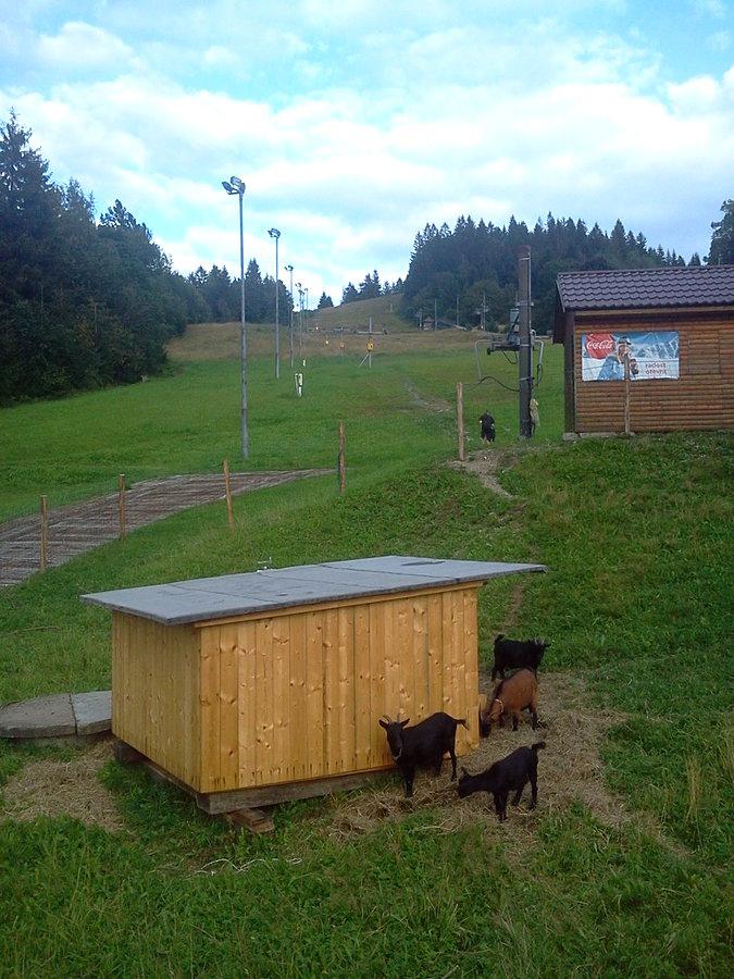 Kozy w zagrodzie