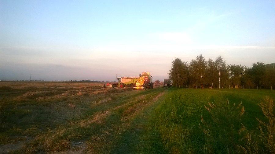 Powoli końcówka żniw