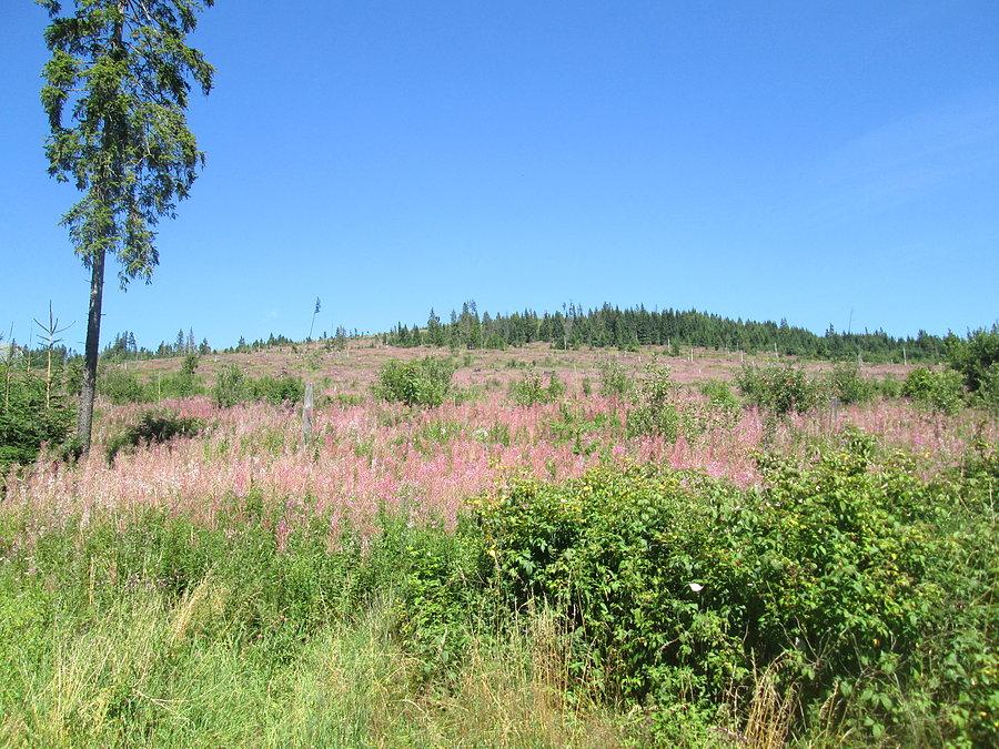 Podjazd pod Strbske Pleso z Tatranskiej Strby