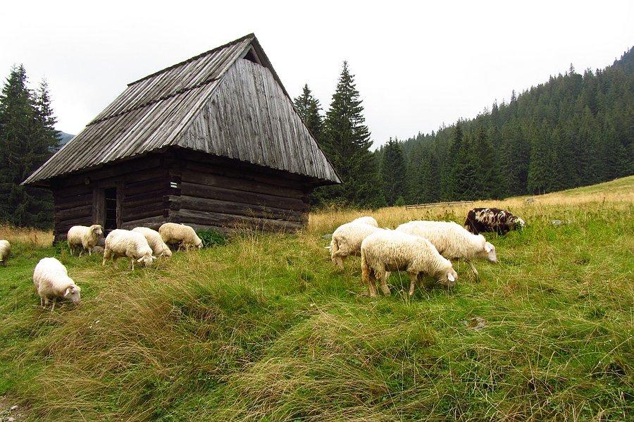 Owce na polanie Chochołowskiej