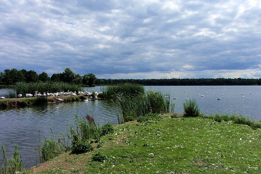 Staw "Duża Mewa"