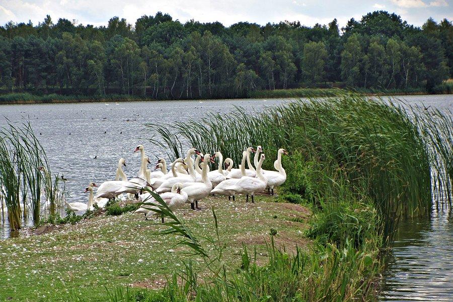 Łabędzie na cypelku nad stawem "Duża Mewa"