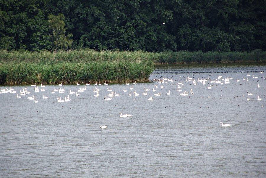 Ptactwo na stawie "Grabownica"