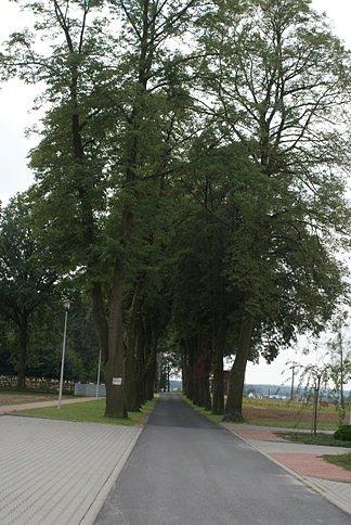 Aleja w Zborowskich