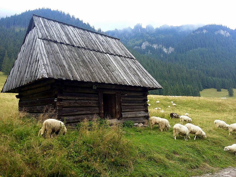 Gwiazdy Doliny Chochołowskiej II