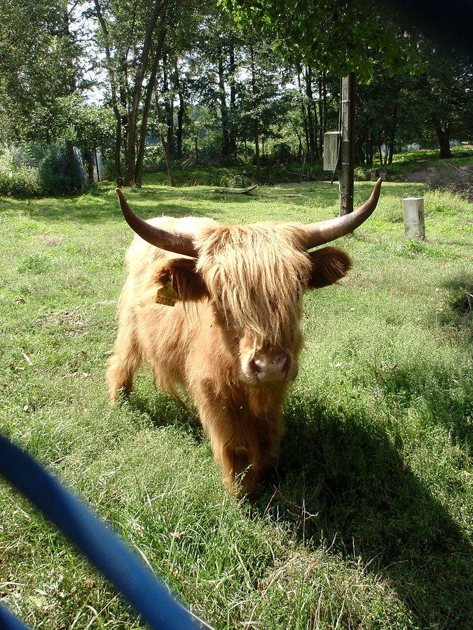 Cielak rasy Highland Cattle