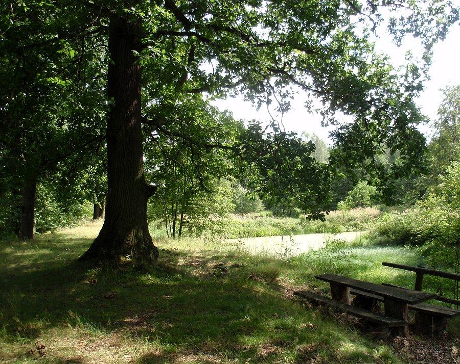 Dąb nad stawem