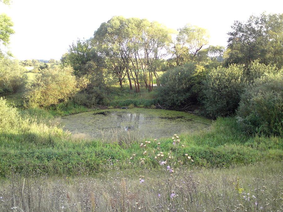 Starorzecze 3
