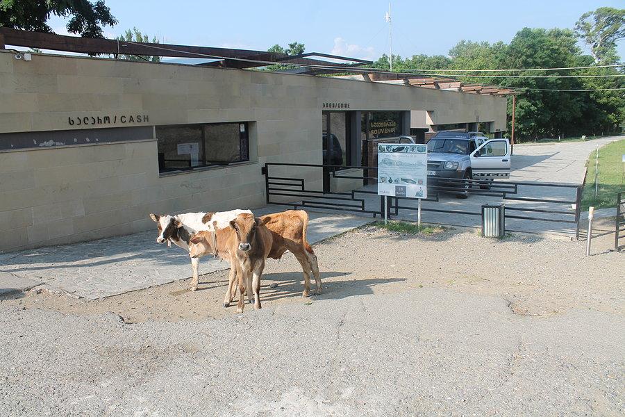 Strażnicy skalnego miasta
