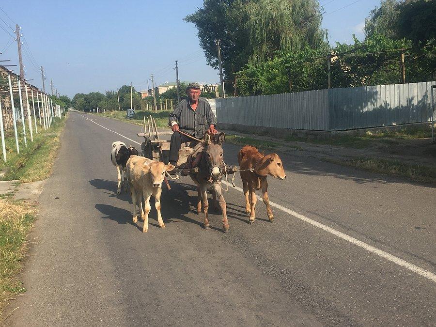 Taki zaprzęg tylko w Gruzji