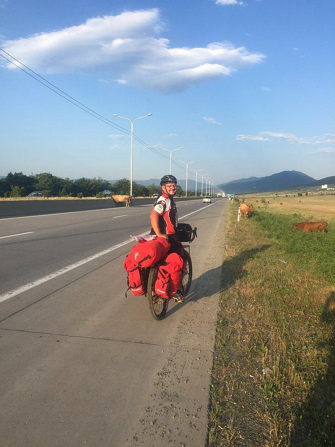 Krowy na autostradzie norma