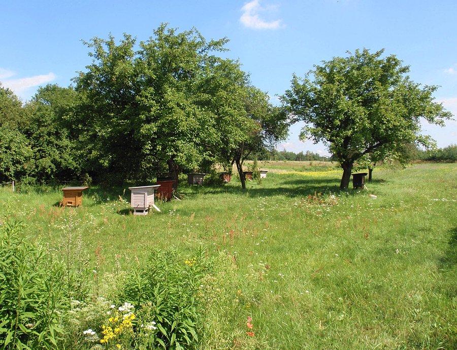 Pasieka w Dębowcu