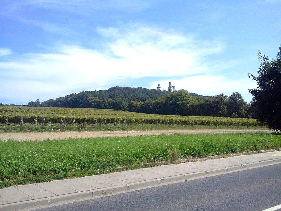 Bielany i winnice