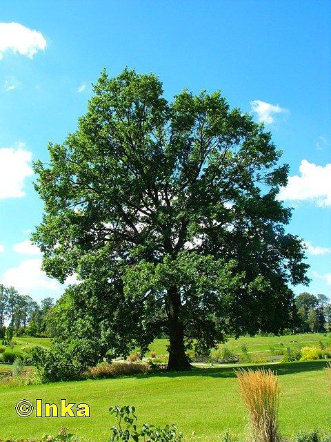 Mikołów, Śląski Ogród Botaniczny