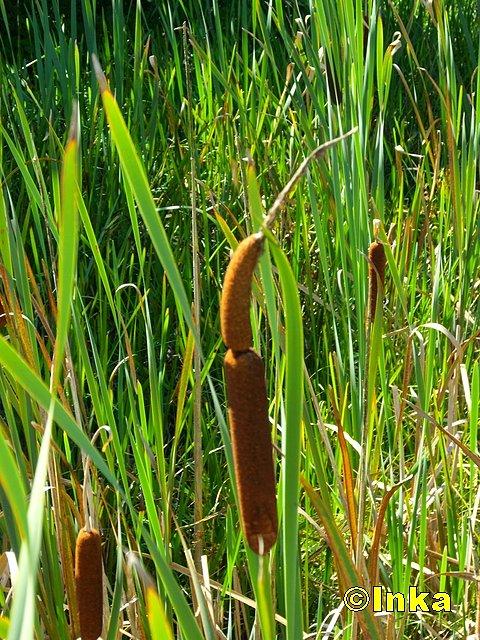 Bagienna roślinna w Śląskim Ogrodzie Botanicznym