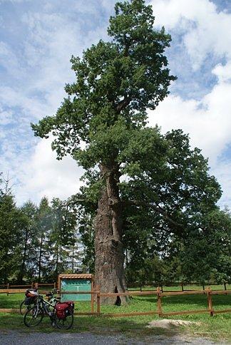 Dąb szypułkowy, "Dąb Wolności" w Wielgomłynach o wys. 37,5 metra, obwód pnia 790 cm, obwód korony 81 metrów